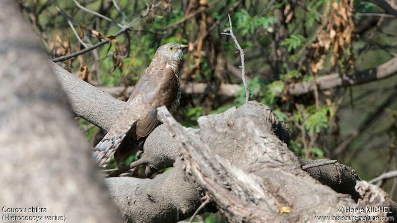 Common Hawk-Cuckoojuvenile
