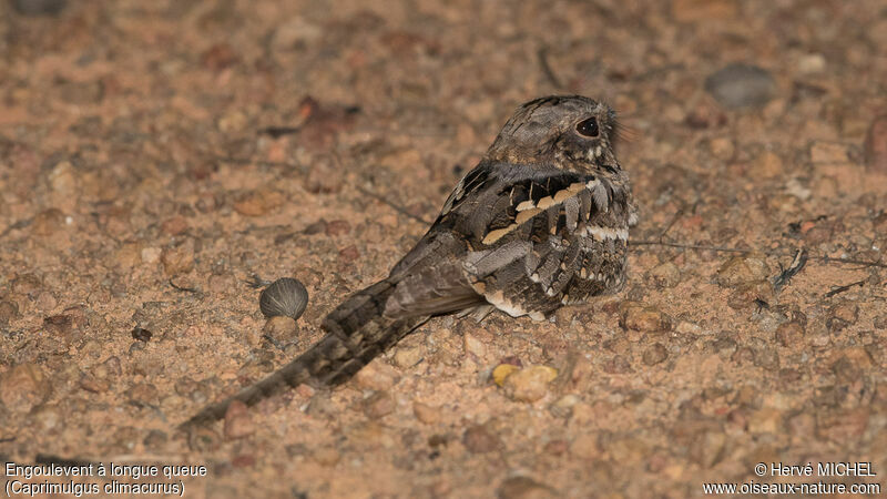 Long-tailed Nightjar