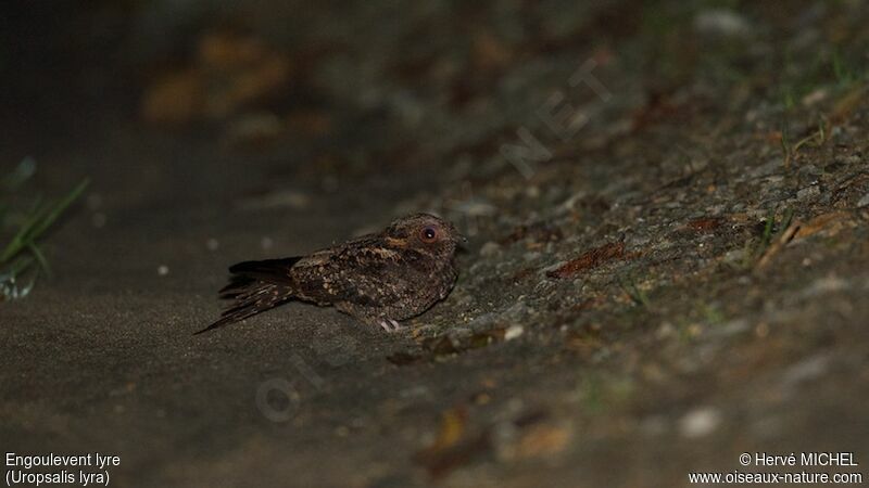 Lyre-tailed Nightjar female adult