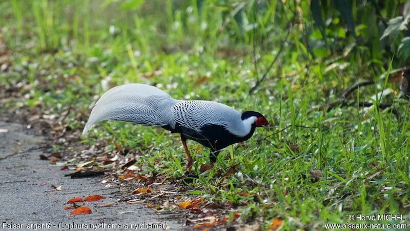 Silver Pheasant male adult