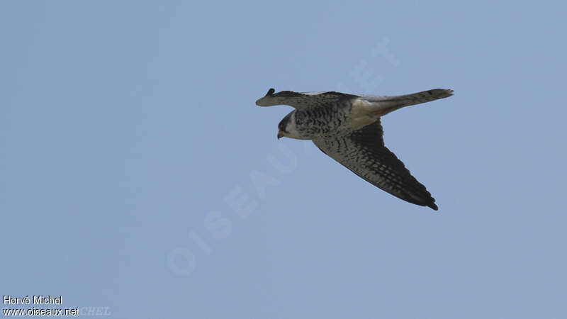 Amur Falcon female adult, Flight
