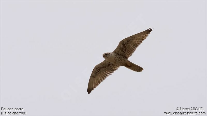 Saker Falcon female adult breeding