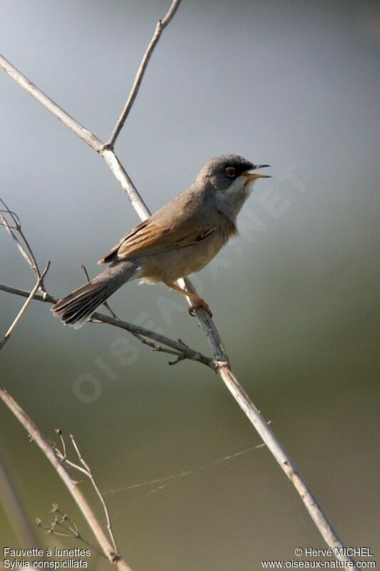 Spectacled Warbler male adult breeding, identification, song