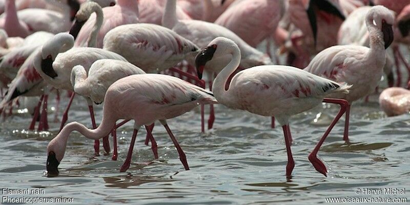 Lesser Flamingoadult post breeding