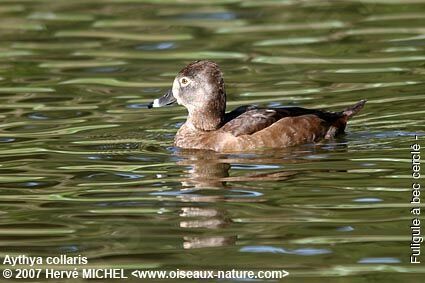 Ring-necked Duck female adult post breeding