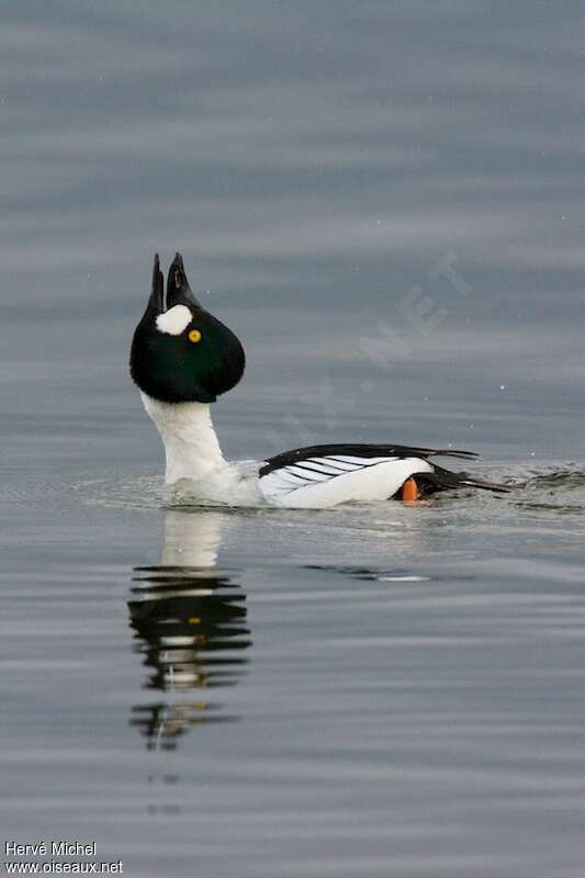 Common Goldeneye male adult breeding, courting display