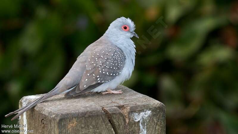 Diamond Dove male adult breeding, identification