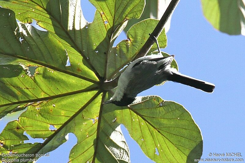 Gobemoucheron tropical mâle adulte, identification