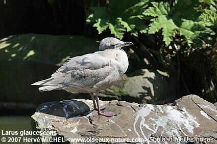 Glaucous-winged GullFirst year