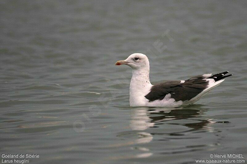 Lesser Black-backed Gull (heuglini)adult post breeding, identification