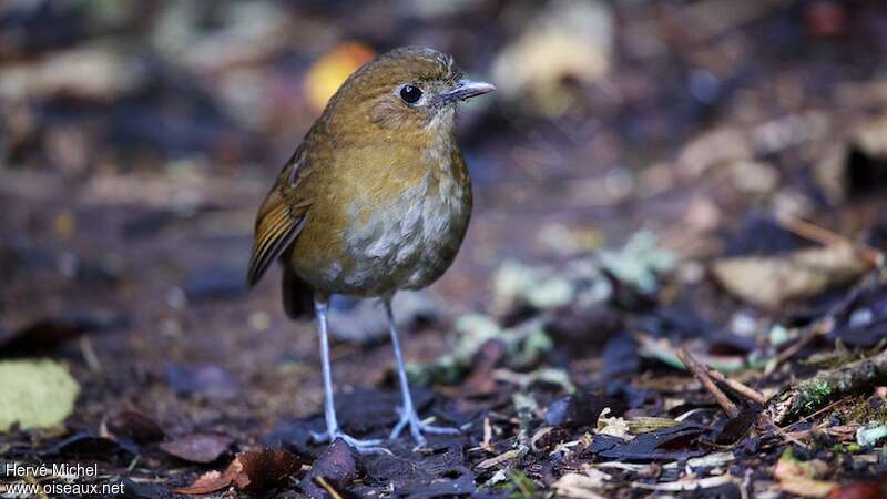 Brown-banded Antpitta, close-up portrait
