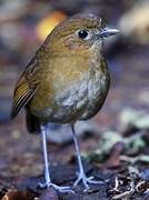 Brown-banded Antpitta