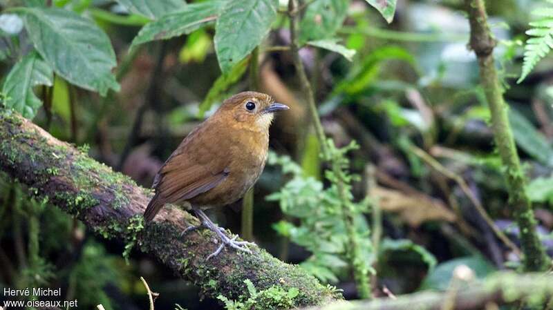 Brown-banded Antpitta, identification