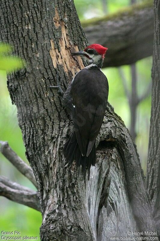 Pileated Woodpecker male adult breeding
