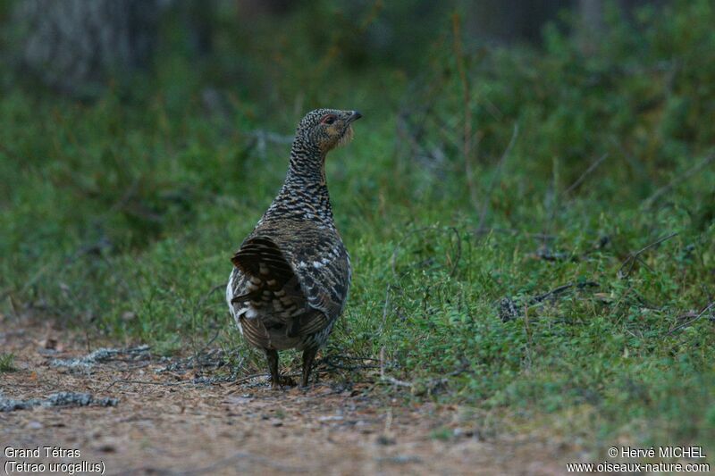 Western Capercaillie male immature