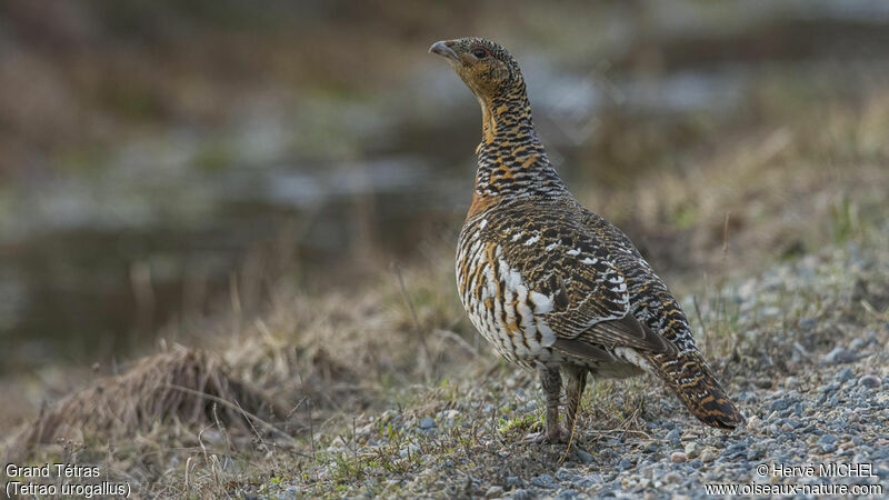 Western Capercaillie female adult
