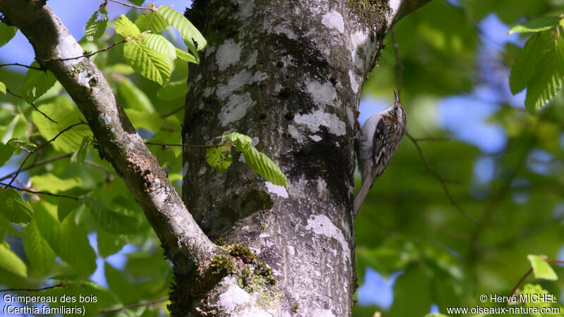 Eurasian Treecreeper male adult breeding