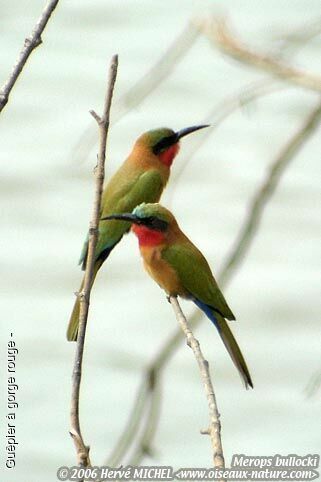 Red-throated Bee-eater adult