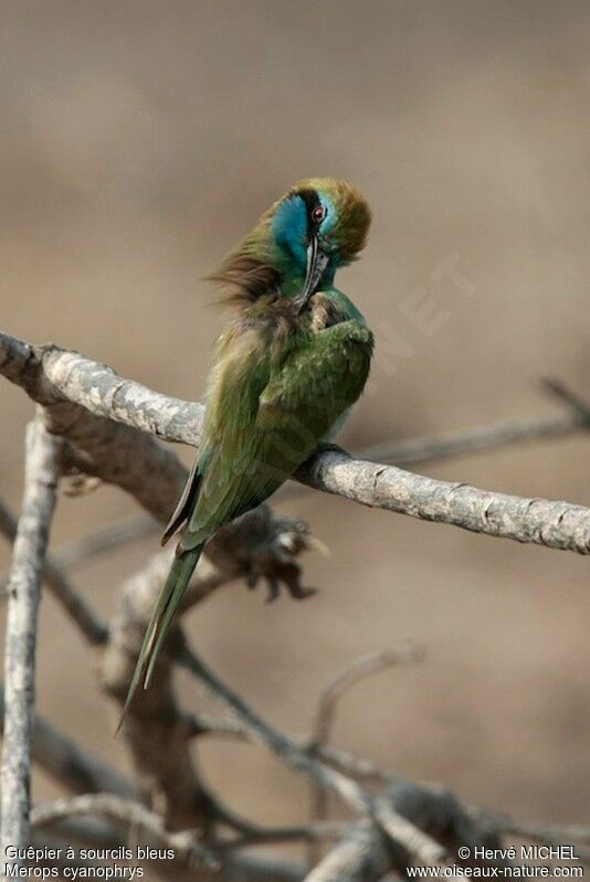 Arabian Green Bee-eateradult, Behaviour
