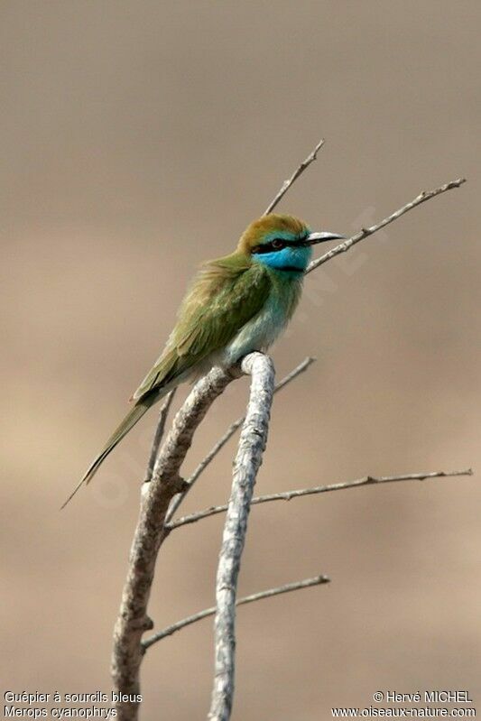 Arabian Green Bee-eatersubadult, identification
