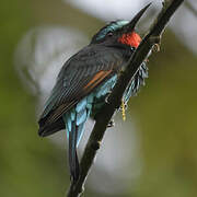 Black Bee-eater