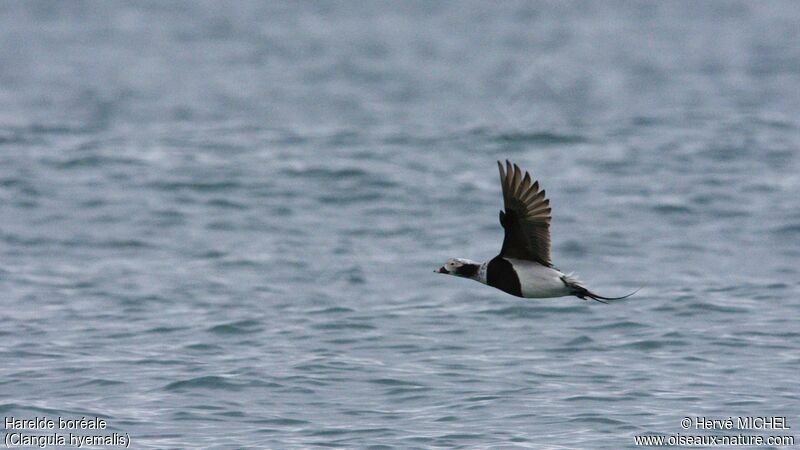 Long-tailed Duck male adult breeding