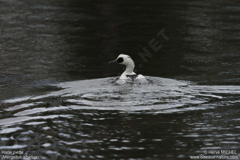 Smew male adult