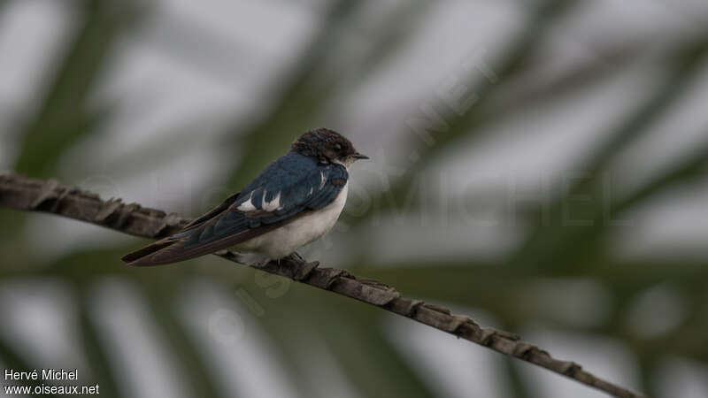 Pied-winged Swallow, identification