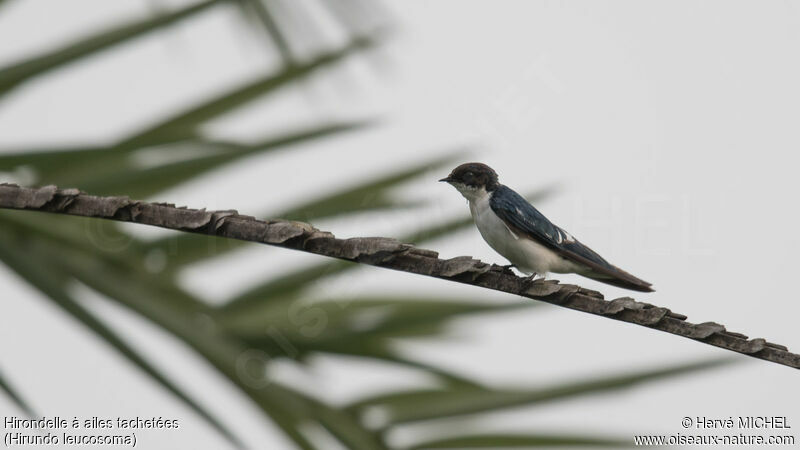 Pied-winged Swallow