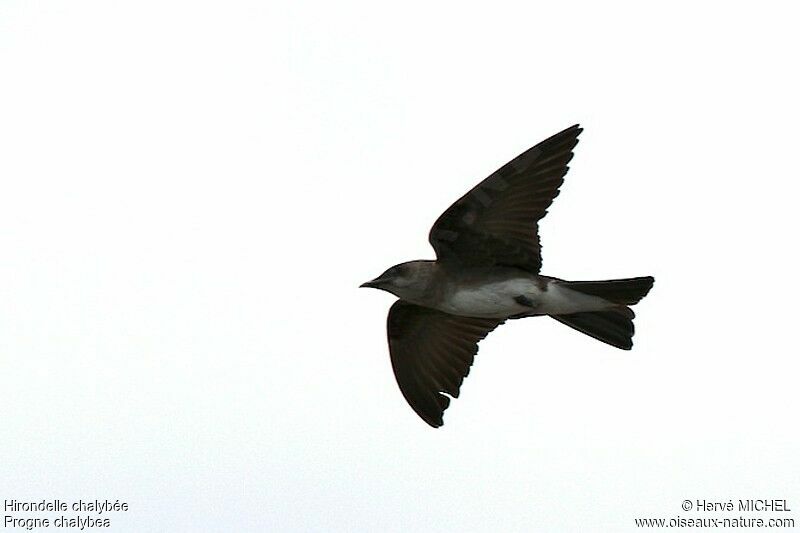 Grey-breasted Martin, Flight