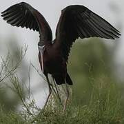 Ibis falcinelle