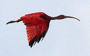 Ibis rouge