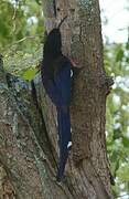 Black-billed Wood Hoopoe