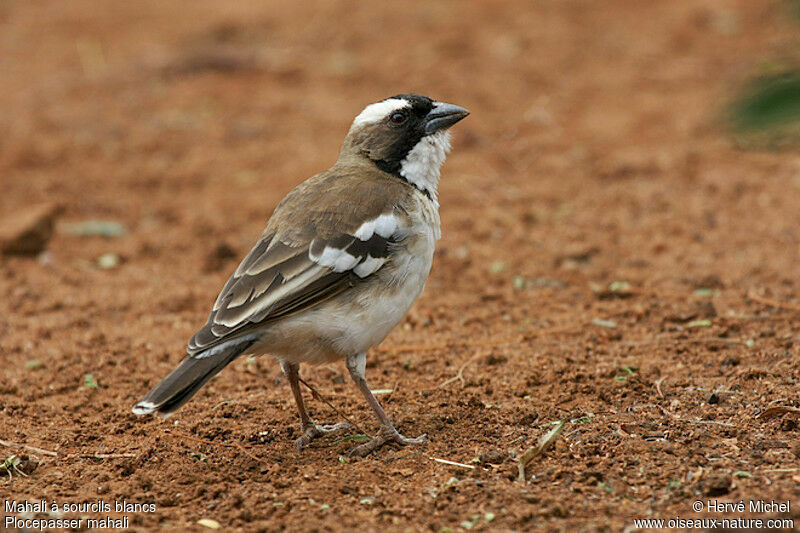 White-browed Sparrow-Weaveradult