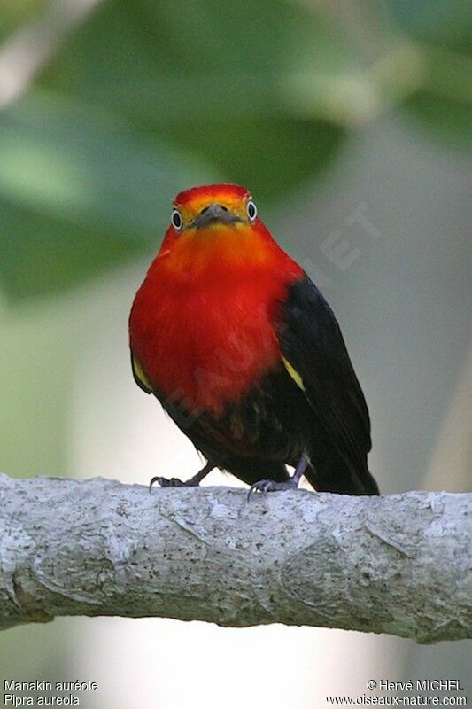Crimson-hooded Manakin male adult, identification
