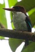 Chocolate-backed Kingfisher