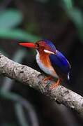 White-bellied Kingfisher