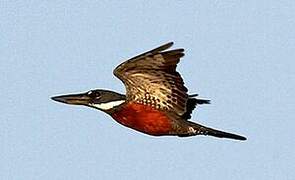 Ringed Kingfisher