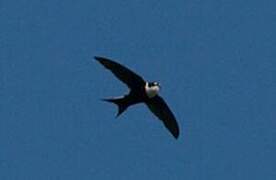 Lesser Swallow-tailed Swift