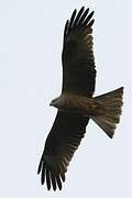 Black Kite