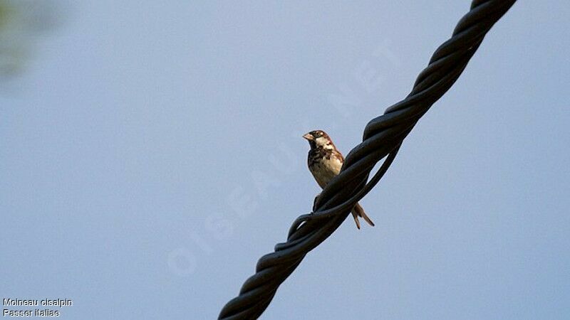Italian Sparrow male adult, identification