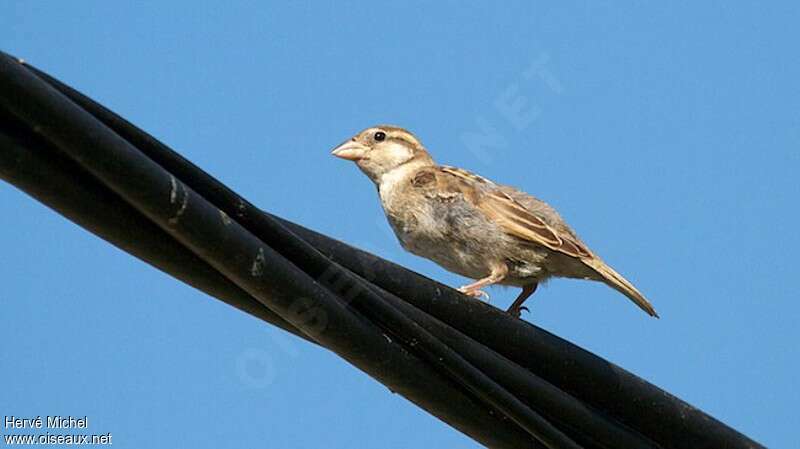 Italian Sparrow female adult, identification