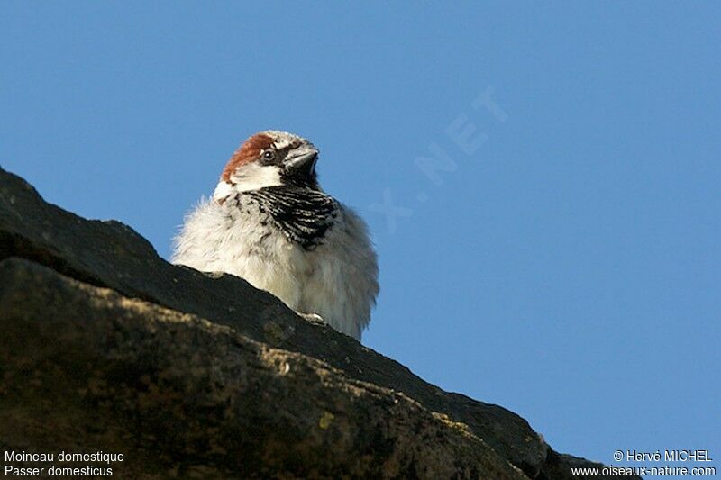House Sparrow male adult breeding, identification