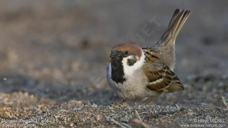 Eurasian Tree Sparrow male adult breeding, courting display