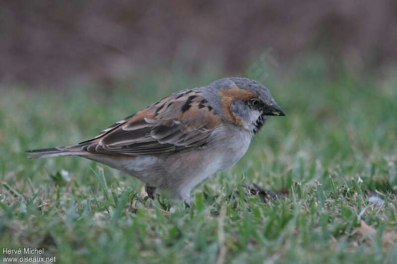 Kenya Sparrow male adult post breeding