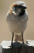 Kenya Sparrow