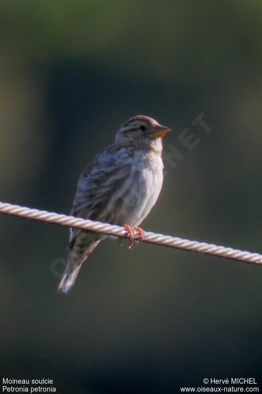 Rock Sparrow male adult, identification