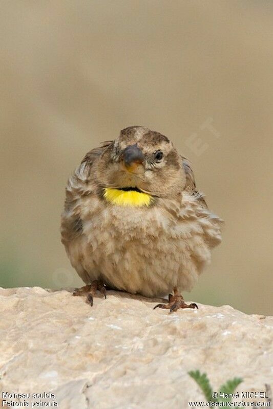 Rock Sparrowadult breeding
