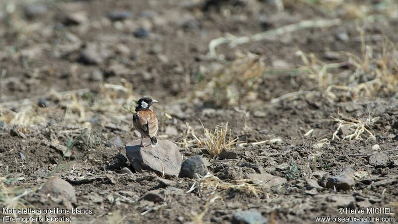 Chestnut-backed Sparrow-Lark male