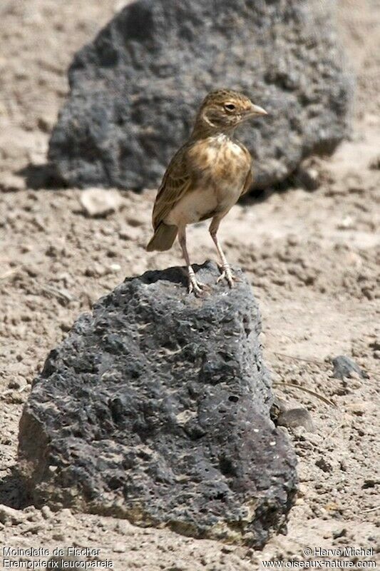 Fischer's Sparrow-Lark female immature